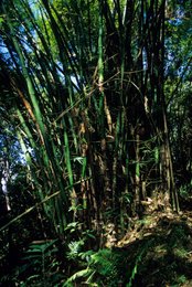 Archipel-des-Comores;-Bambou;-Bambou-géant;-Feuillage;-Fougères;-France;-Kaleidos;-Kaleidos-images;-La-parole-à-limage;-Laurent-Abad;-Mayotte;-Nature;-Océan-Indien;-Stories-Pictures;-Végétation